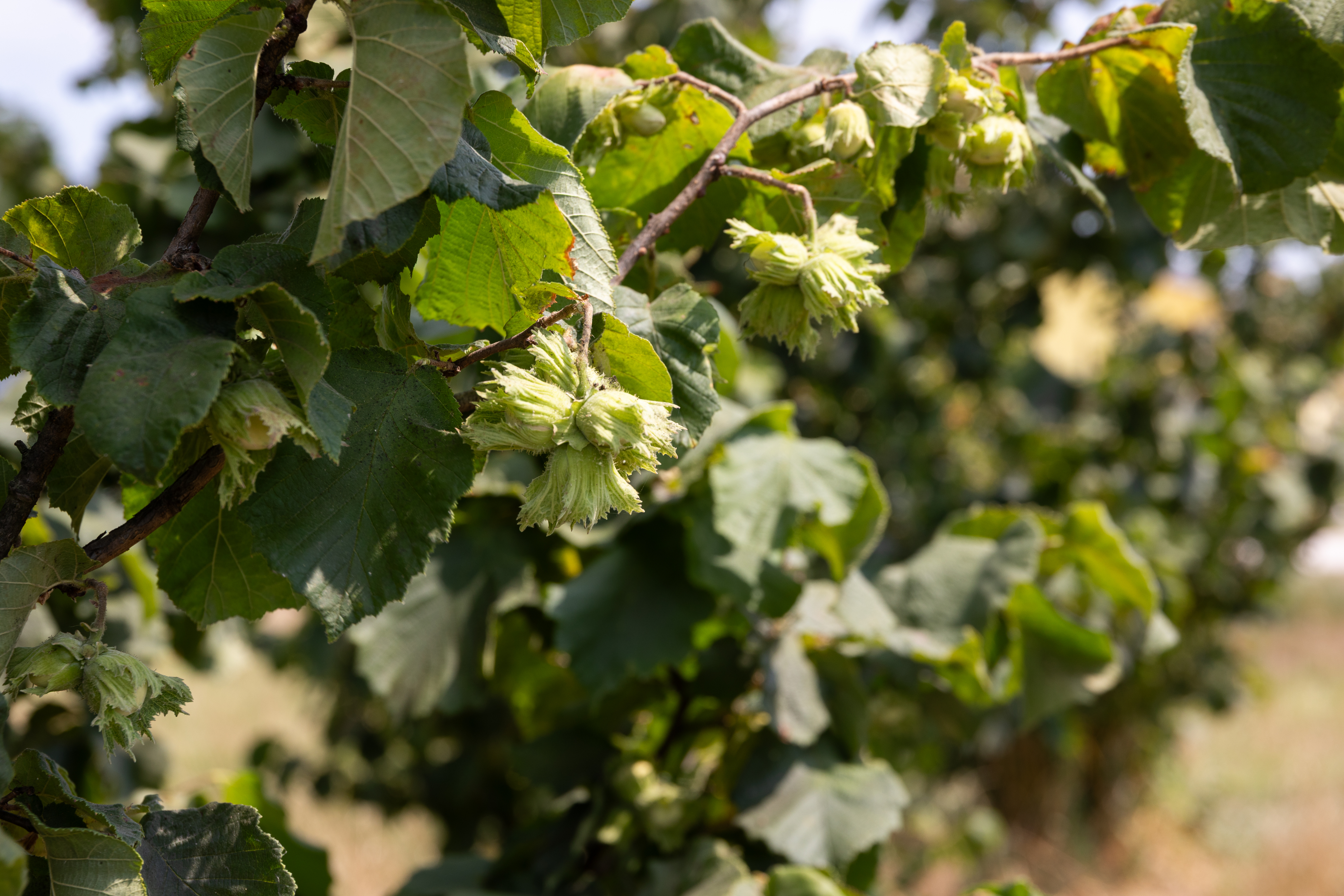 871c7b6bcde44c07e6792b70f5001a5e7a9e2dcc